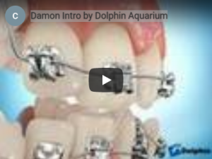 Damon Intro by Dolphin Aquarium